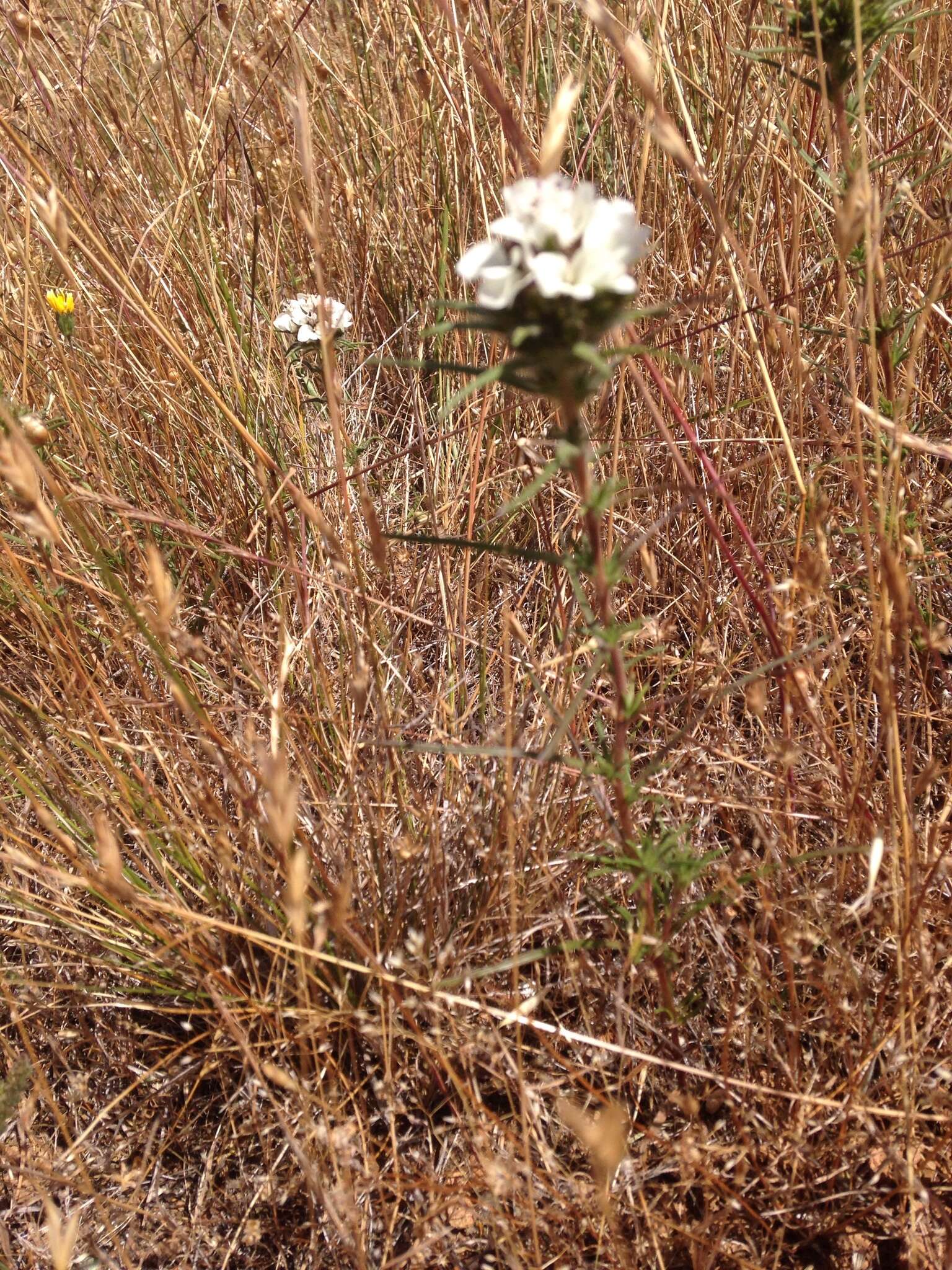 Image of sticky western rosinweed