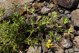 Image de Lotus oliveirae A. Chev.