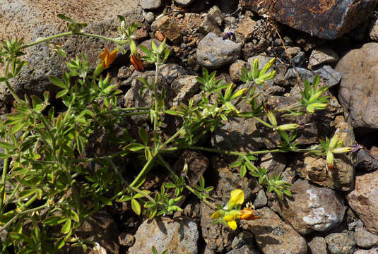 Image of Lotus oliveirae A. Chev.