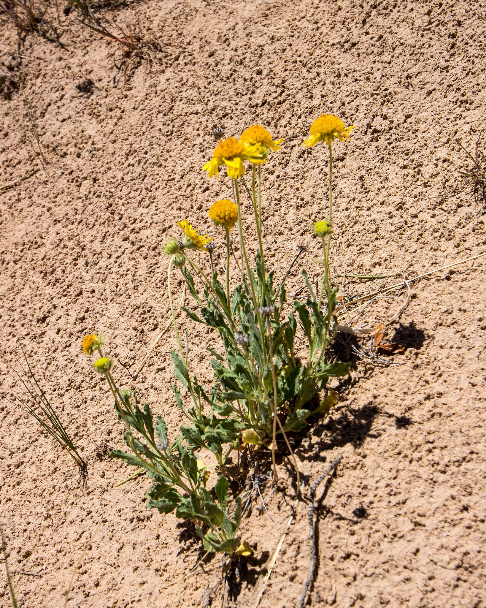 Image of western blanketflower