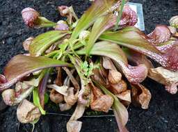 Image of parrot pitcherplant