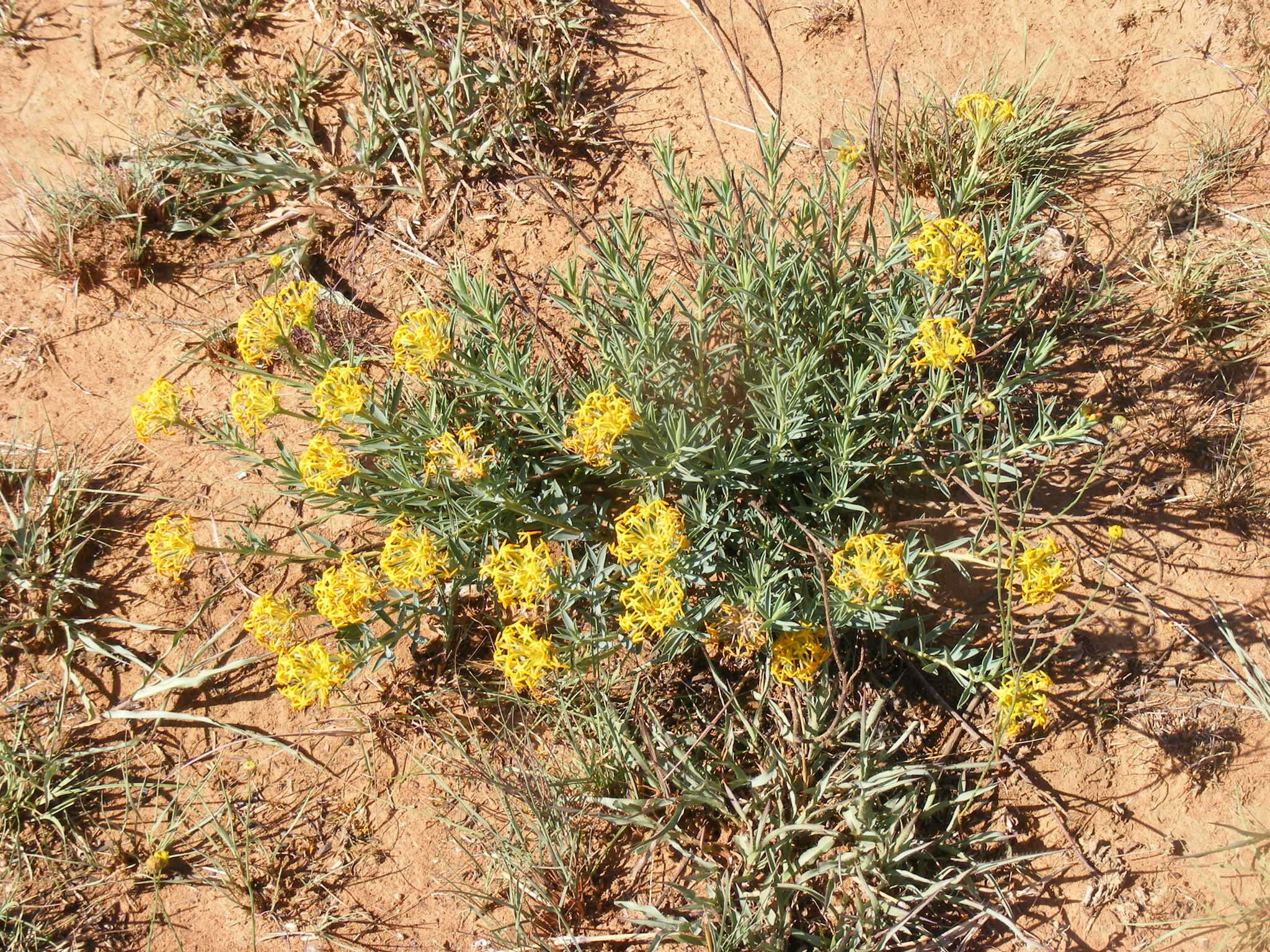 Image of Gnidia capitata L. fil.