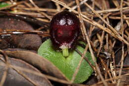 Plancia ëd Corybas recurvus D. L. Jones