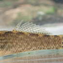 Plancia ëd Etheostoma squamiceps Jordan 1877