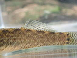 Image of Spottail darter