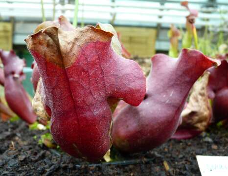 Image of purple pitcherplant