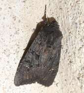 Image de noctuelle anthracite