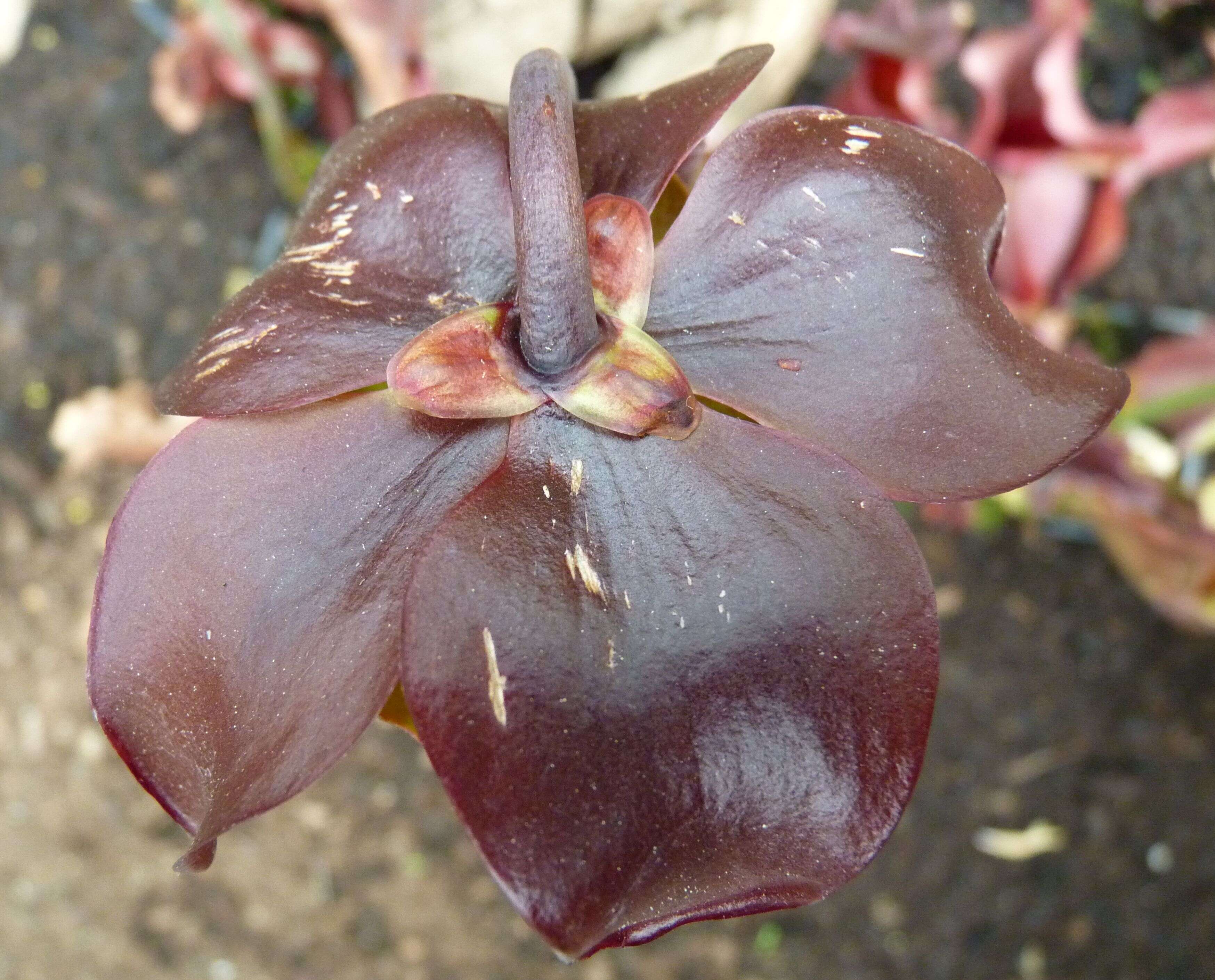 Image of purple pitcherplant