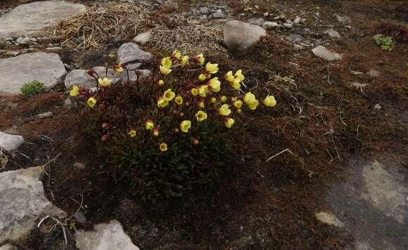 Image de saxifrage bouc, saxifrage dorée