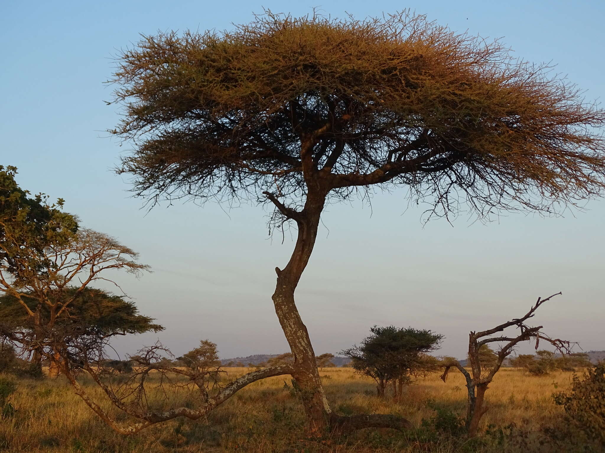 Image of umbrella thorn