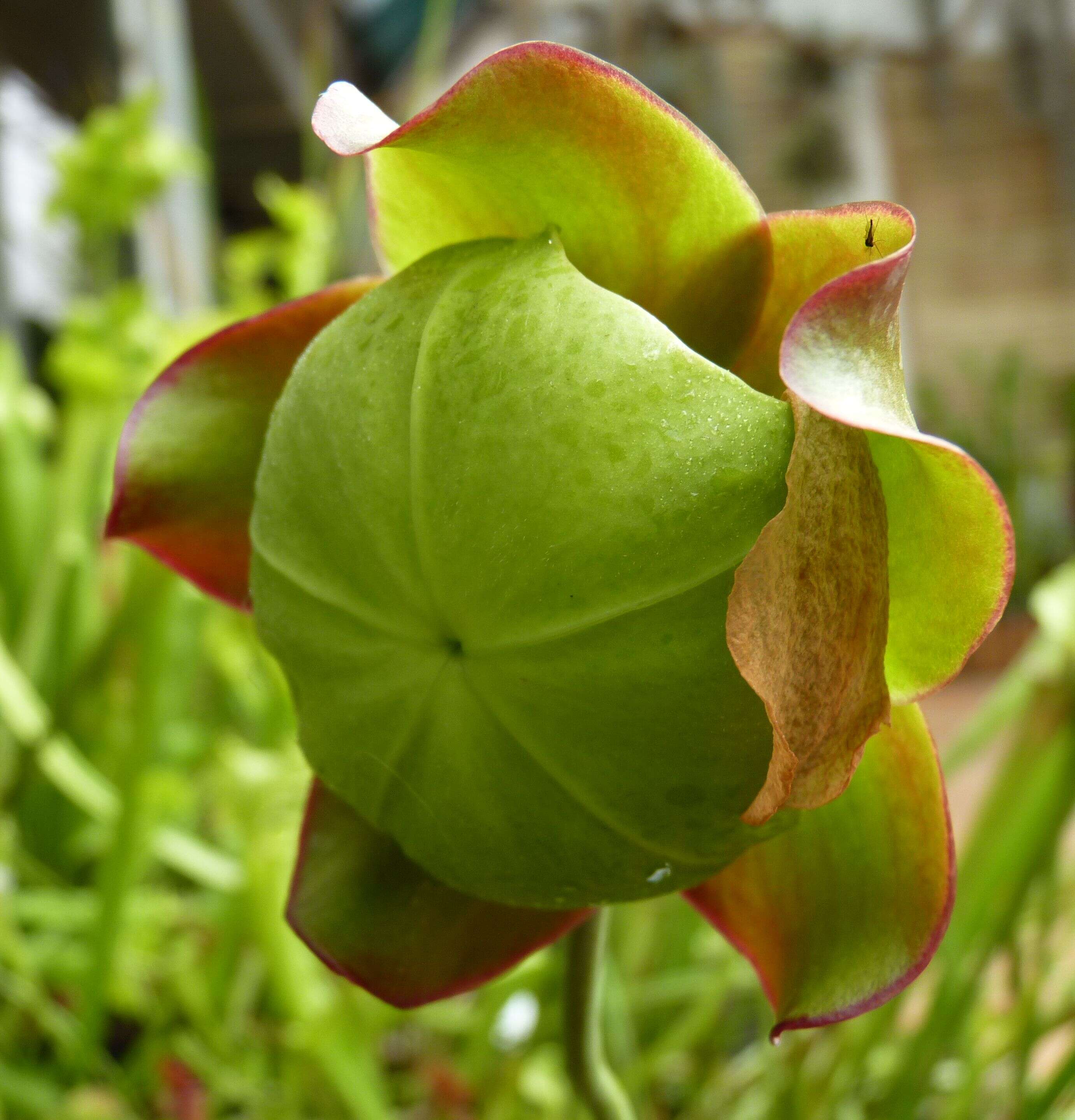 Image of purple pitcherplant