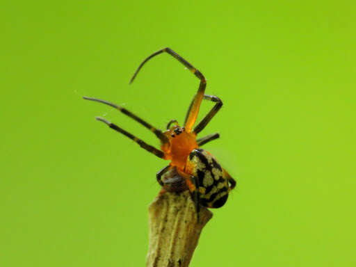 Image of Leucauge fastigata