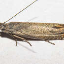 Image of Glyphipterix barbata Philpott 1918