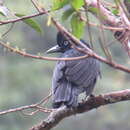 Image of Amazonian Umbrellabird