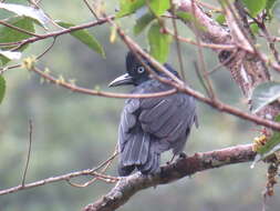 Image of umbrellabird