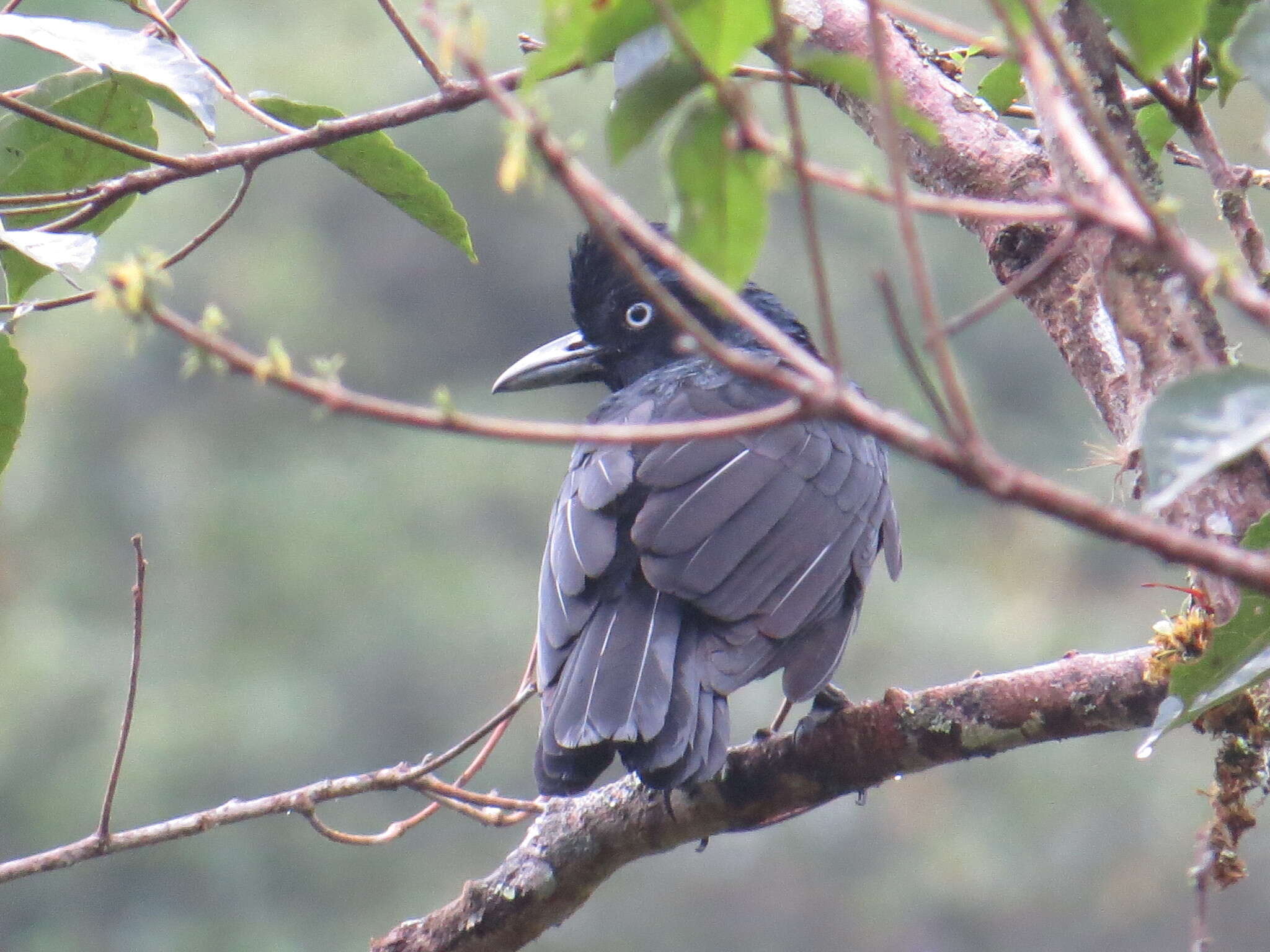 Image of umbrellabird