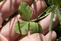 Image of shield clover