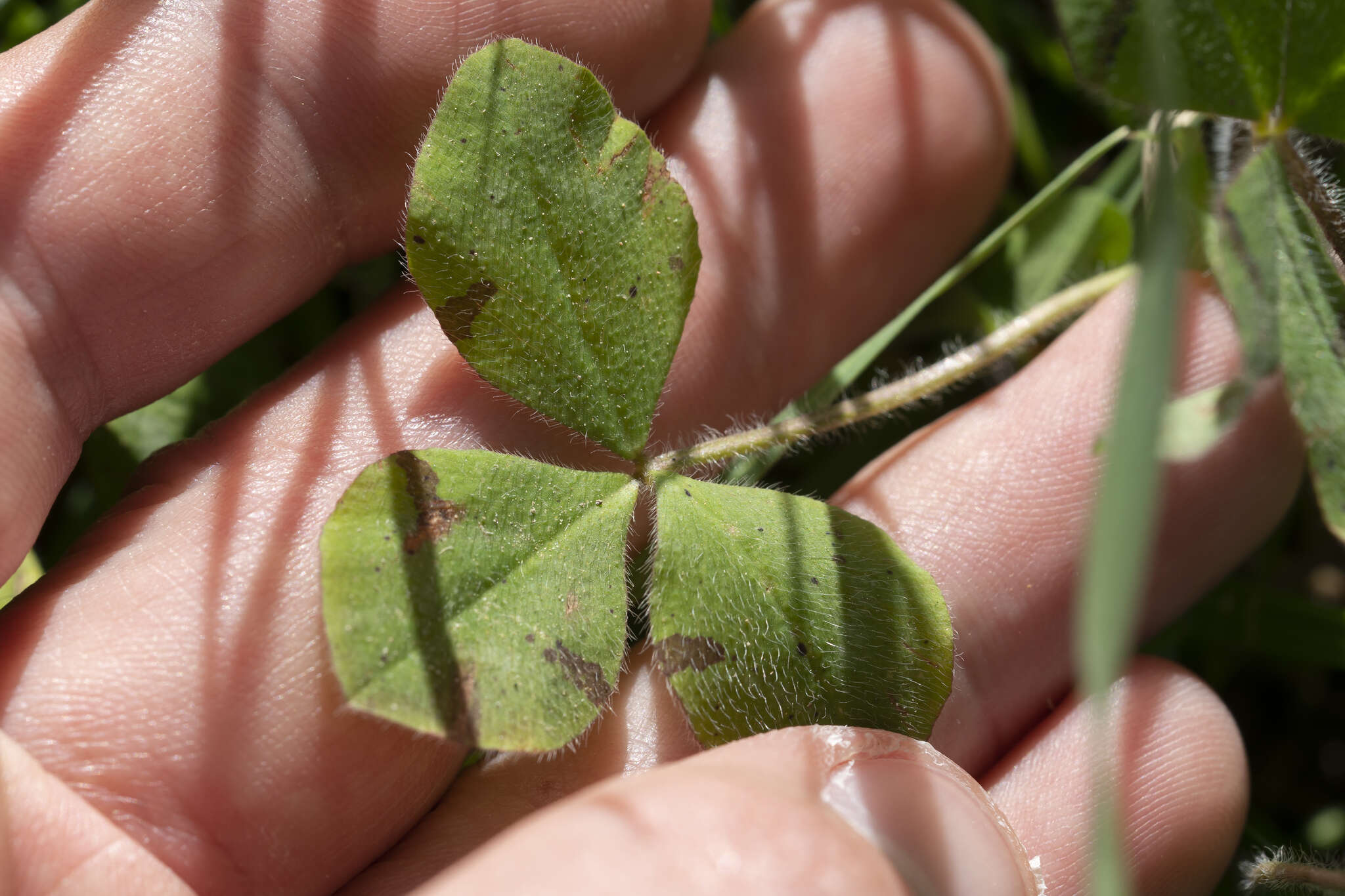 Trifolium clypeatum L.的圖片