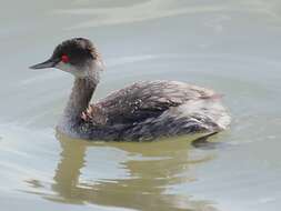 Image of grebes