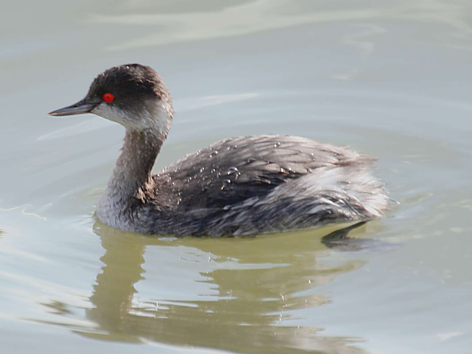 Image of grebes