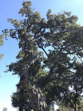 Image of Cork Oak