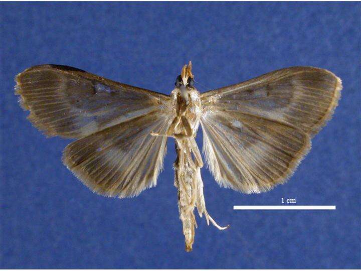 Image of European Corn Borer