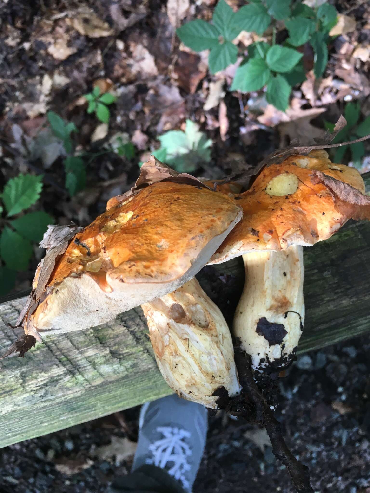 Image of Gyroporus ballouii (Peck) E. Horak 2011