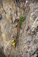 Image of Sand Lizard