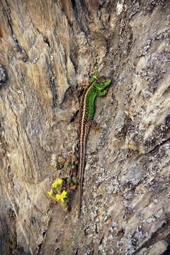 Image of Sand Lizard