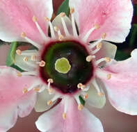 Imagem de Leptospermum scoparium Forst.