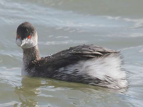 Image of Podiceps Latham 1787