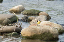 Imagem de Motacilla cinerea cinerea Tunstall 1771