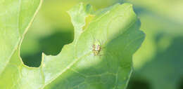 Lygus gemellatus (Herrich-Schaeffer 1835) resmi