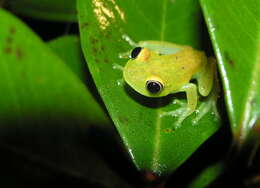 Image of Green Bright-eyed Frog