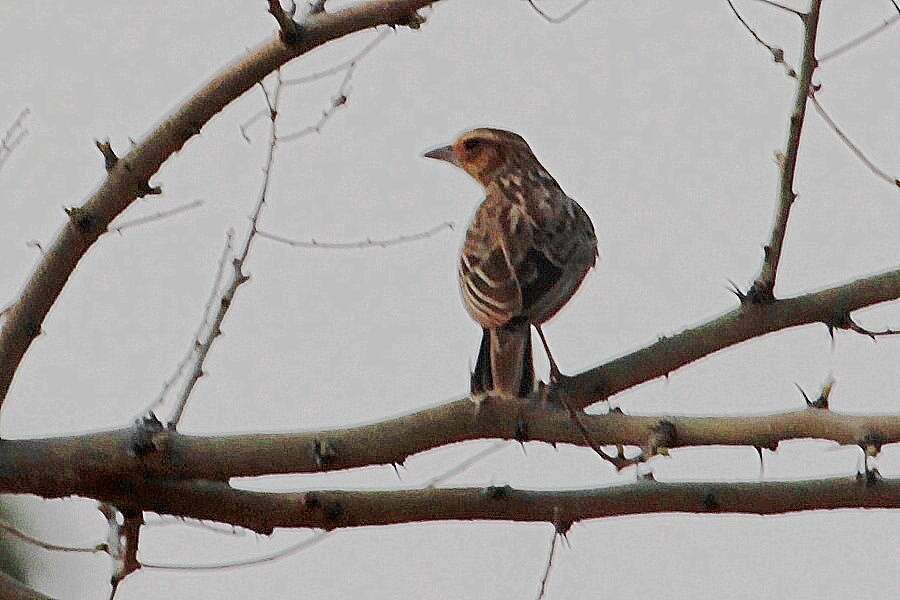 Image of Burmese Bush Lark