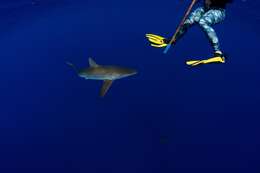 Image of Silky Shark