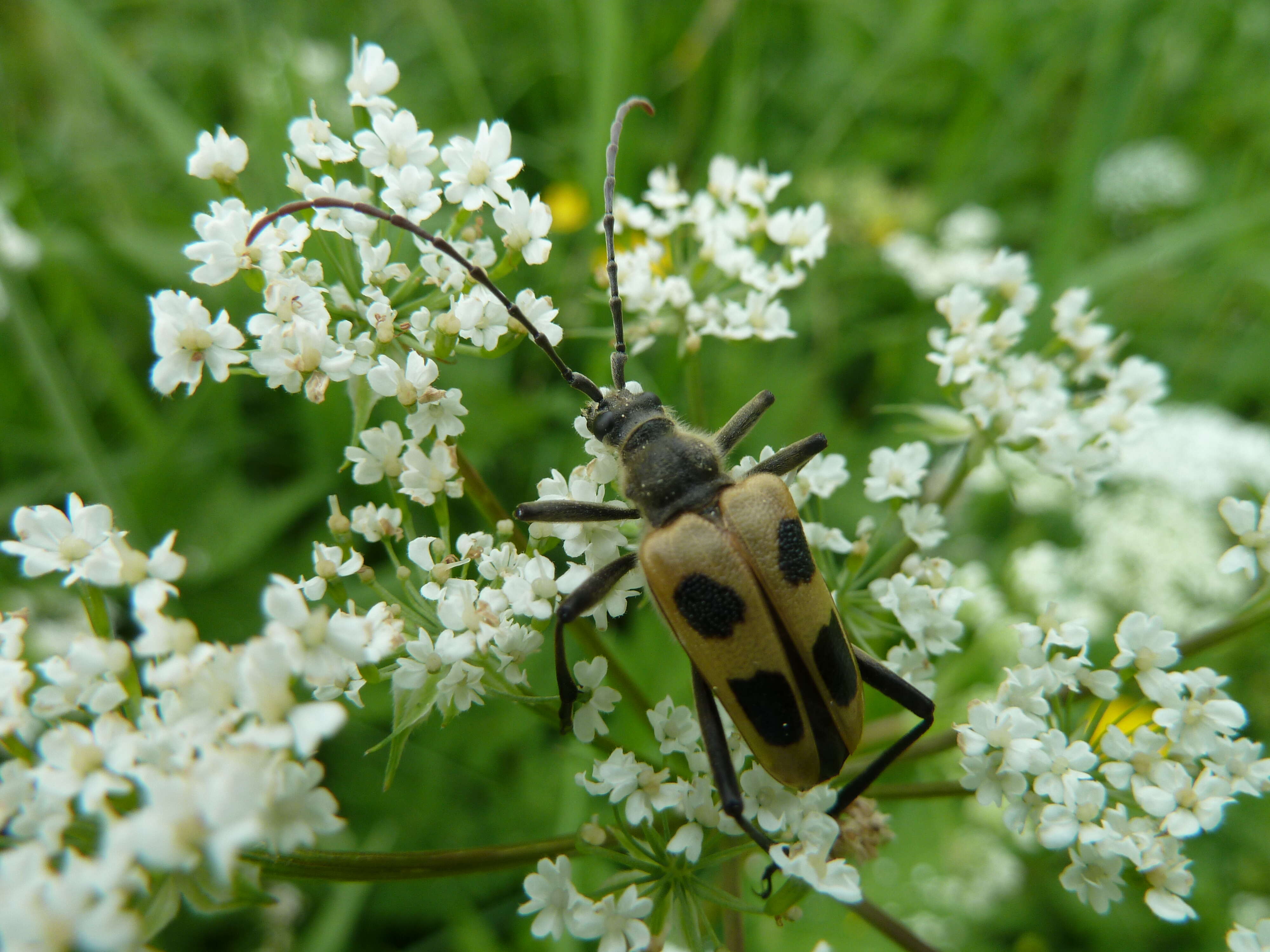 Image of Pachyta quadrimaculata (Linné 1758)