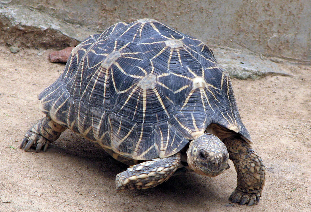 Image of Typical Tortoises