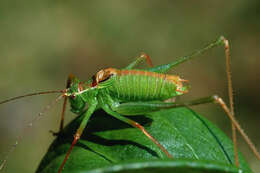 Image of speckled bush-cricket