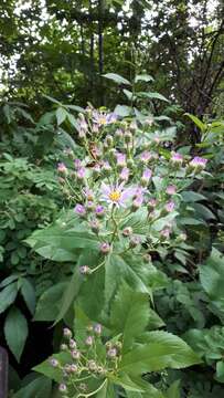 Eurybia conspicua (Lindl.) G. L. Nesom resmi