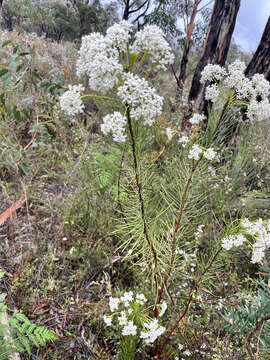 Image of Conospermum mitchellii Meissn.