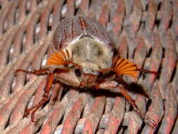 Image of Common cockchafer