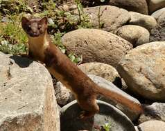 Image of Long-tailed Weasel