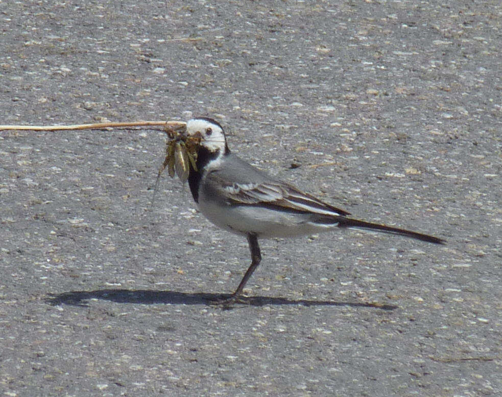 Image of Pied Wagtail and White Wagtail