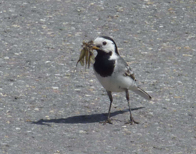 Image of Pied Wagtail and White Wagtail