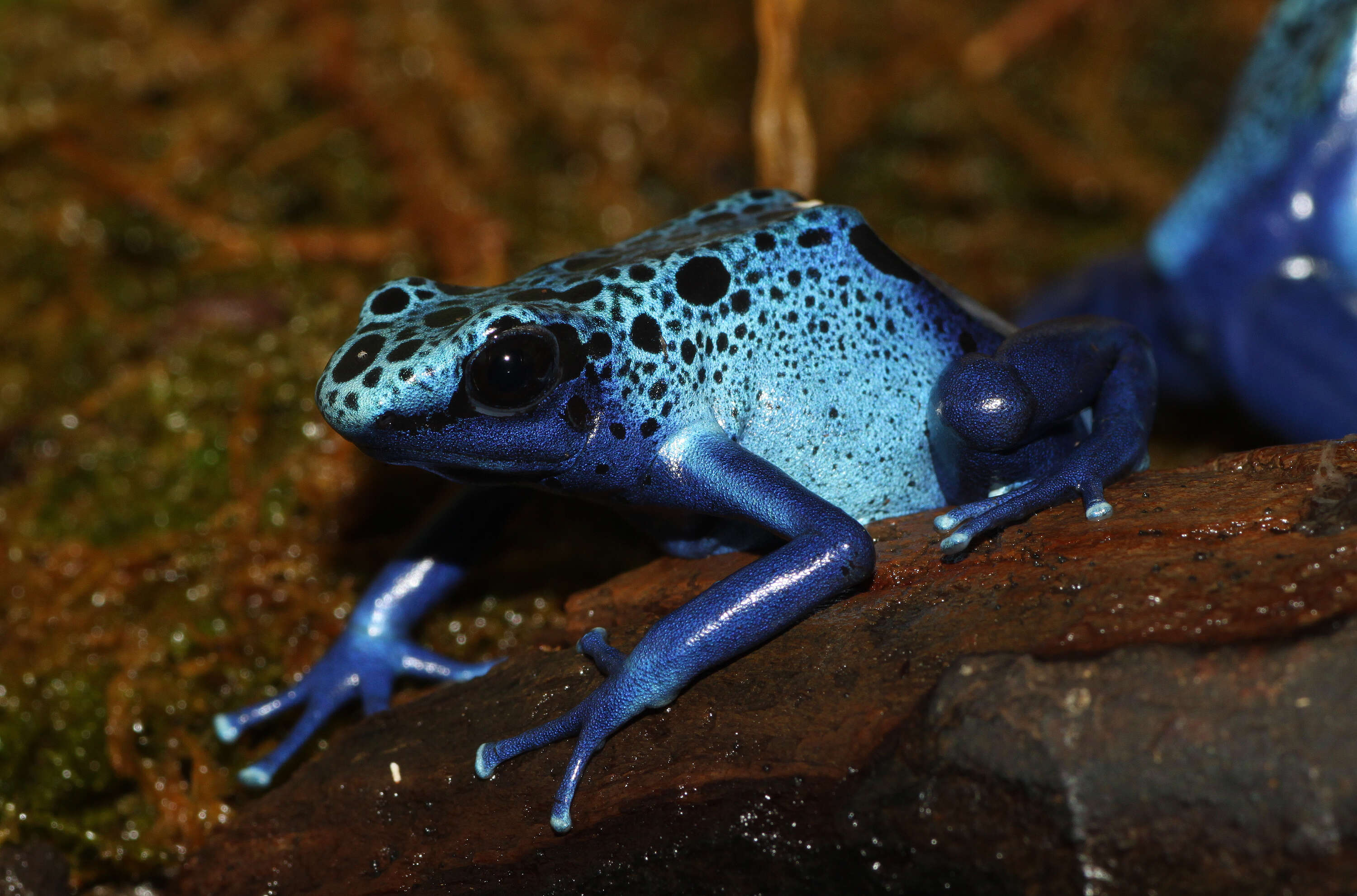 Image of Dendrobates azureus