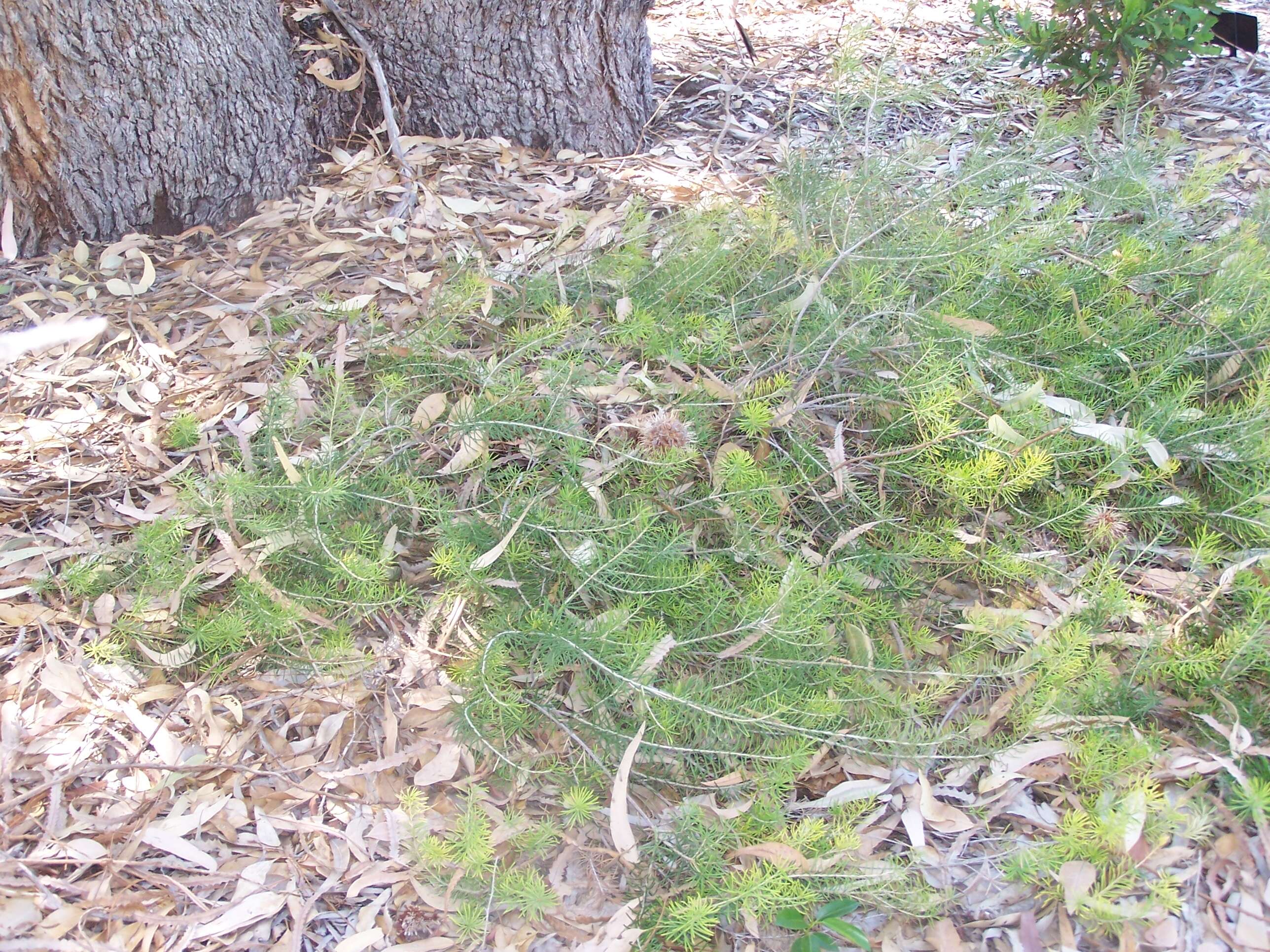 Imagem de Banksia telmatiaea A. S. George