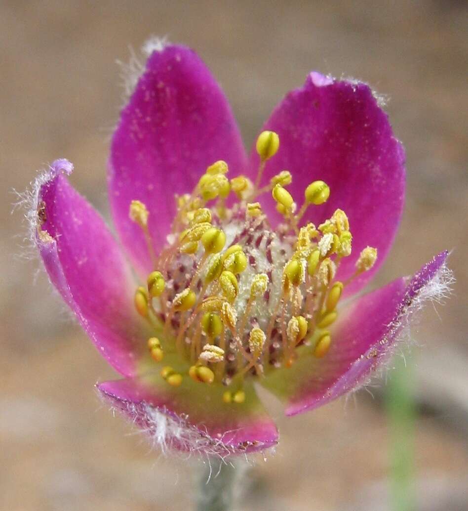 Image of Pacific anemone