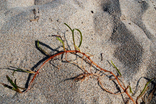 Image of Slender Seagrass