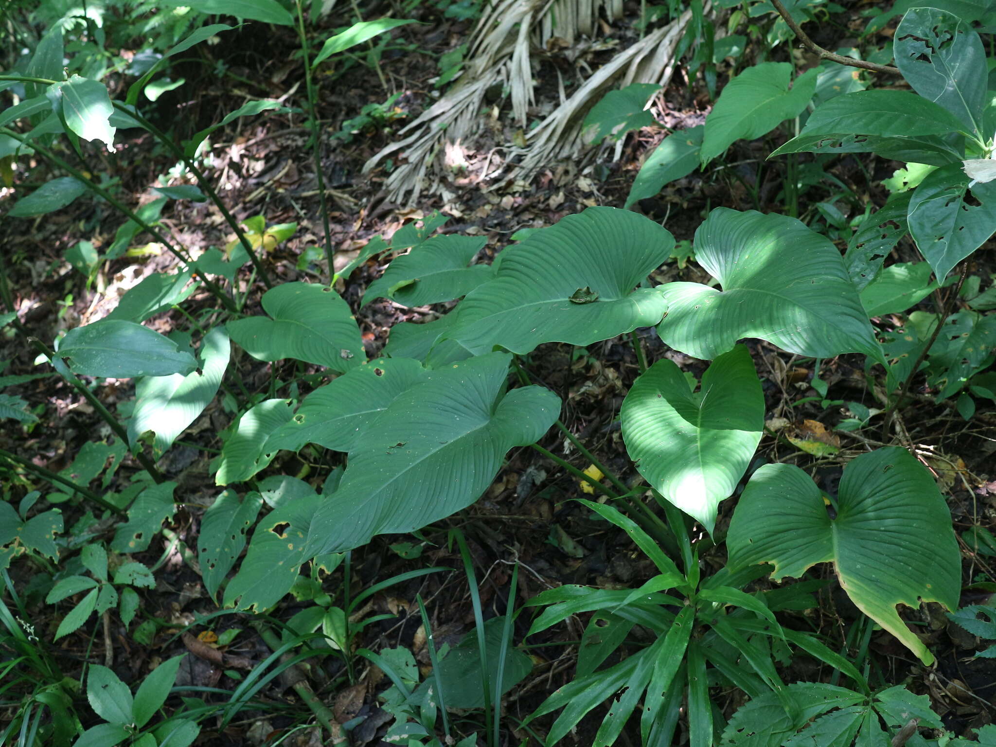 Image of Schismatoglottis calyptrata (Roxb.) Zoll. & Moritzi